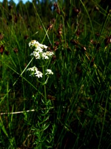 Galium boreale L., 1753