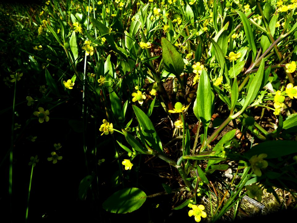 Ranunculus ophioglossifolius Vill., 1789