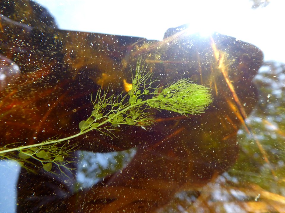 Utricularia australis R.Br., 1810