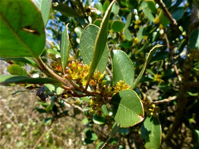 Rhamnus alaternus L., 1753