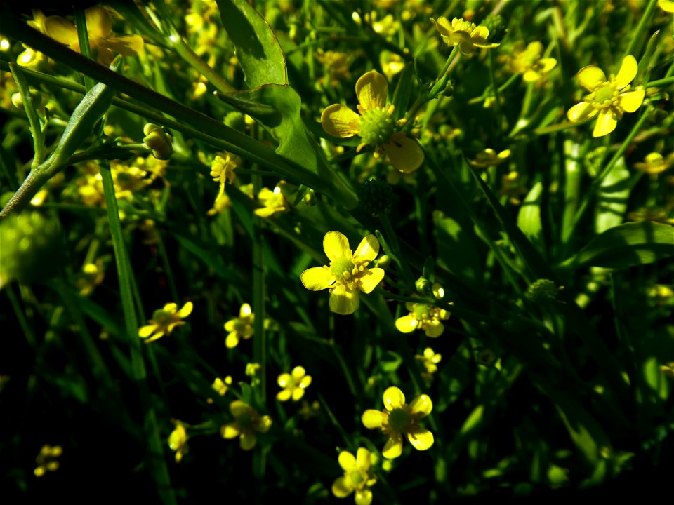 Ranunculus ophioglossifolius Vill., 1789