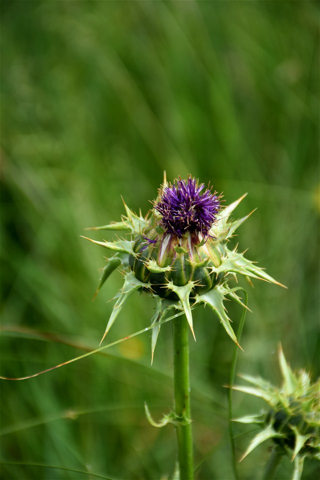 Silybum marianum (L.) Gaertn., 1791