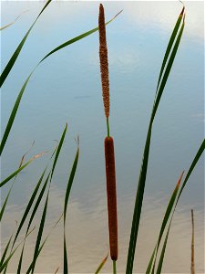 Typha angustifolia L., 1753