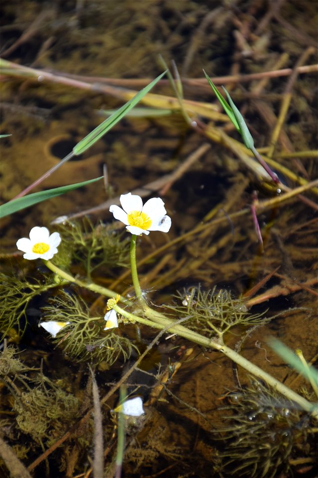 Ranunculus trichophyllus Chaix, 1785