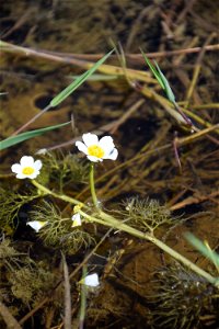 Ranunculus trichophyllus Chaix, 1785