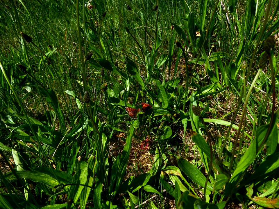Mélitée du plantain
