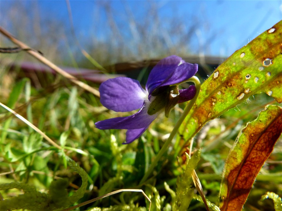 Viola odorata L., 1753