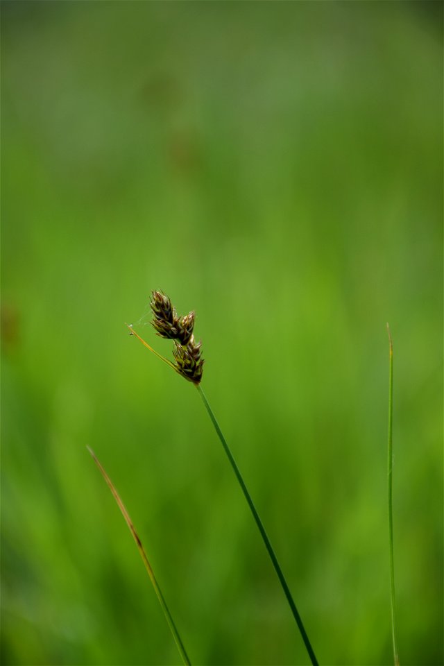 Carex divisa Huds., 1762