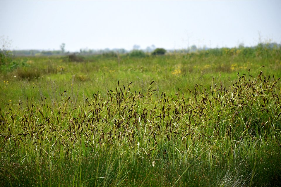 Carex riparia Curtis, 1783