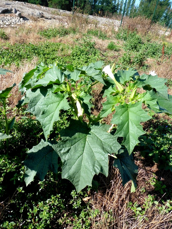 Datura stramonium L., 1753