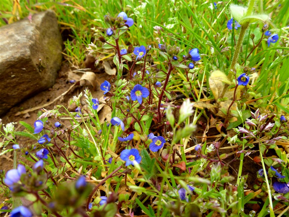 Veronica acinifolia L., 1762