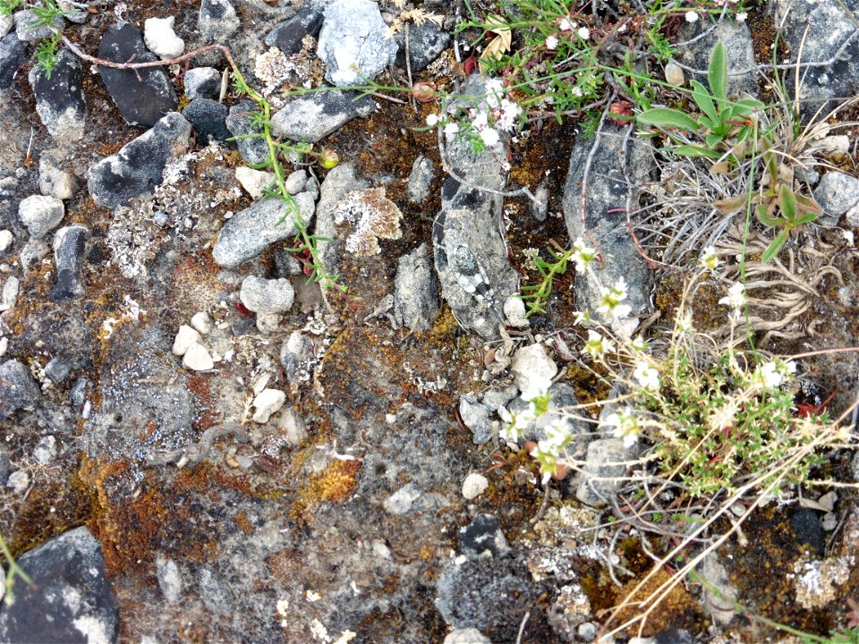 Potentilla caulescens subsp. petiolulata (Gaudin) Nyman, 1878