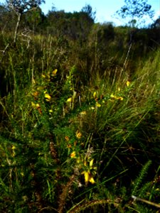 Ulex minor Roth, 1797