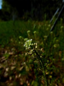 Lepidium campestre (L.) W.T.Aiton, 1812