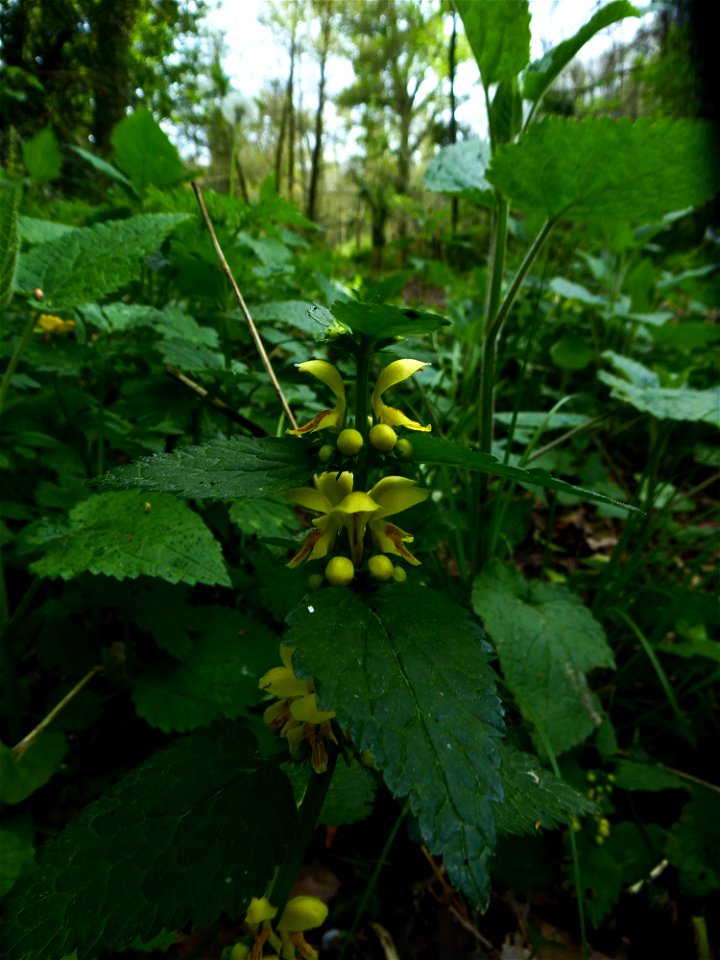 Lamium galeobdolon subsp. montanum (Pers.) Hayek, 1929