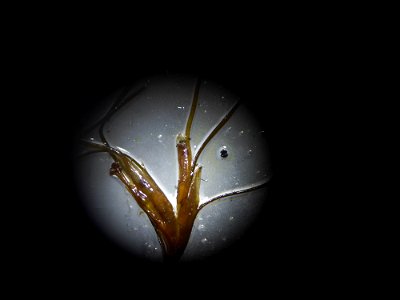 Althenia filiformis Petit, 1829