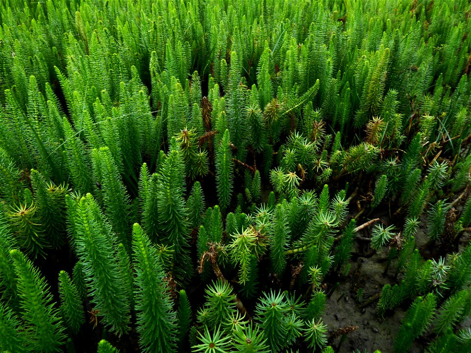 Hippuris vulgaris L., 1753