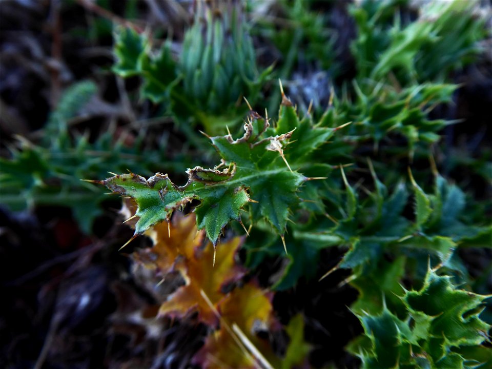 Cirsium acaulon (L.) Scop., 1769