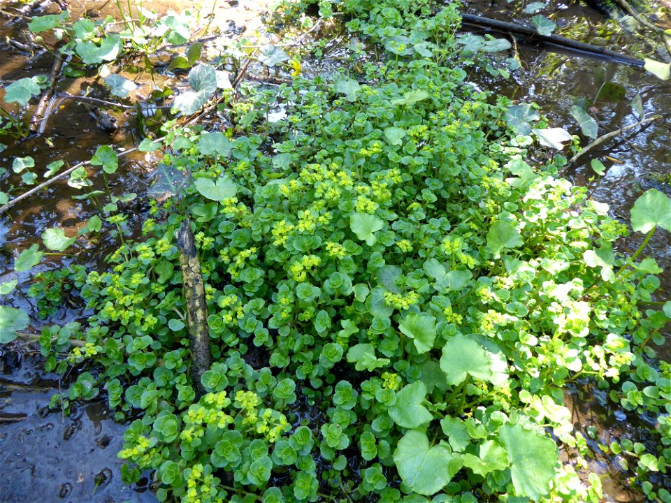 Chrysosplenium oppositifolium L., 1753