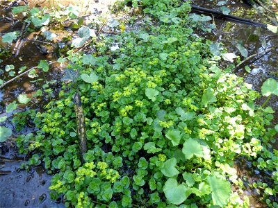 Chrysosplenium oppositifolium L., 1753