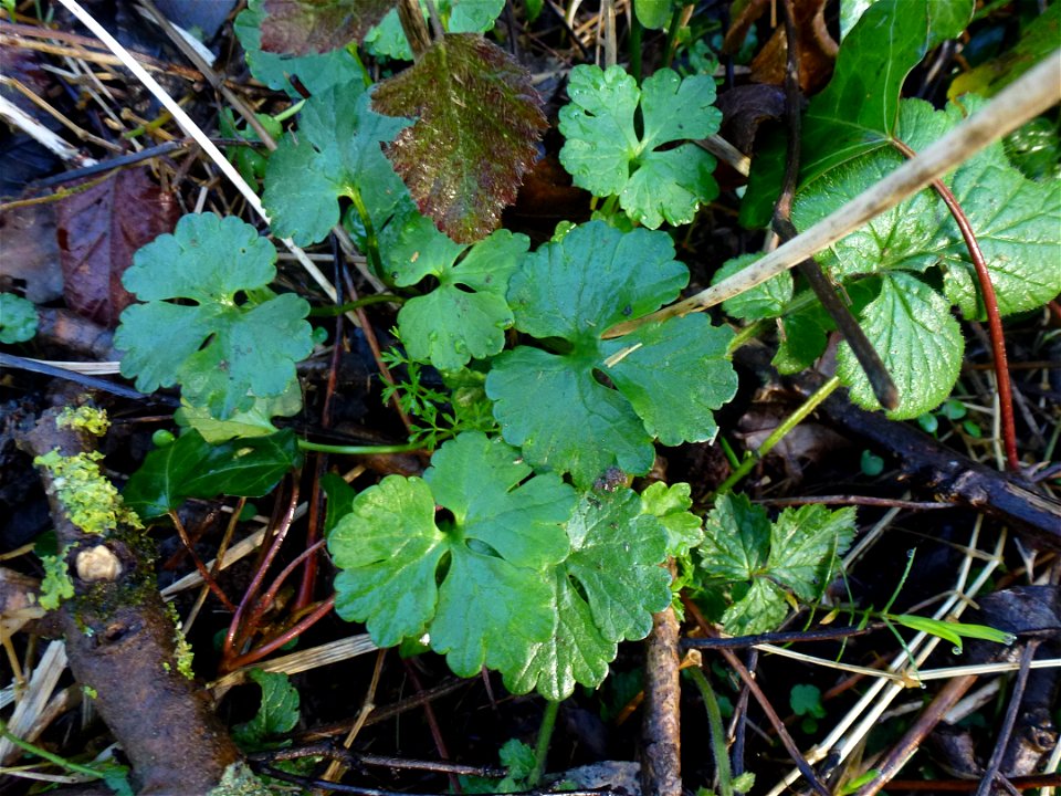Ranunculus auricomus L., 1753