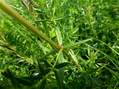 Galium boreale L., 1753