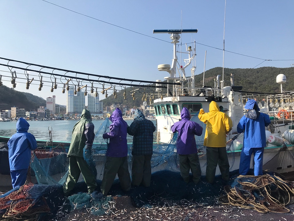 Fresh Catch of anchovies fish with Fishing Net photo