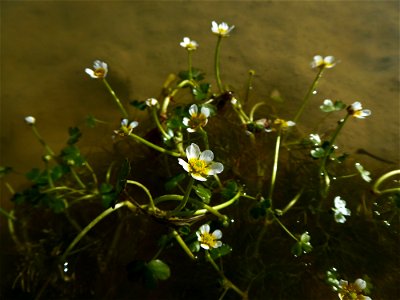Ranunculus peltatus subsp. baudotii (Godr.) Meikle ex C.D.K.Cook, 1984