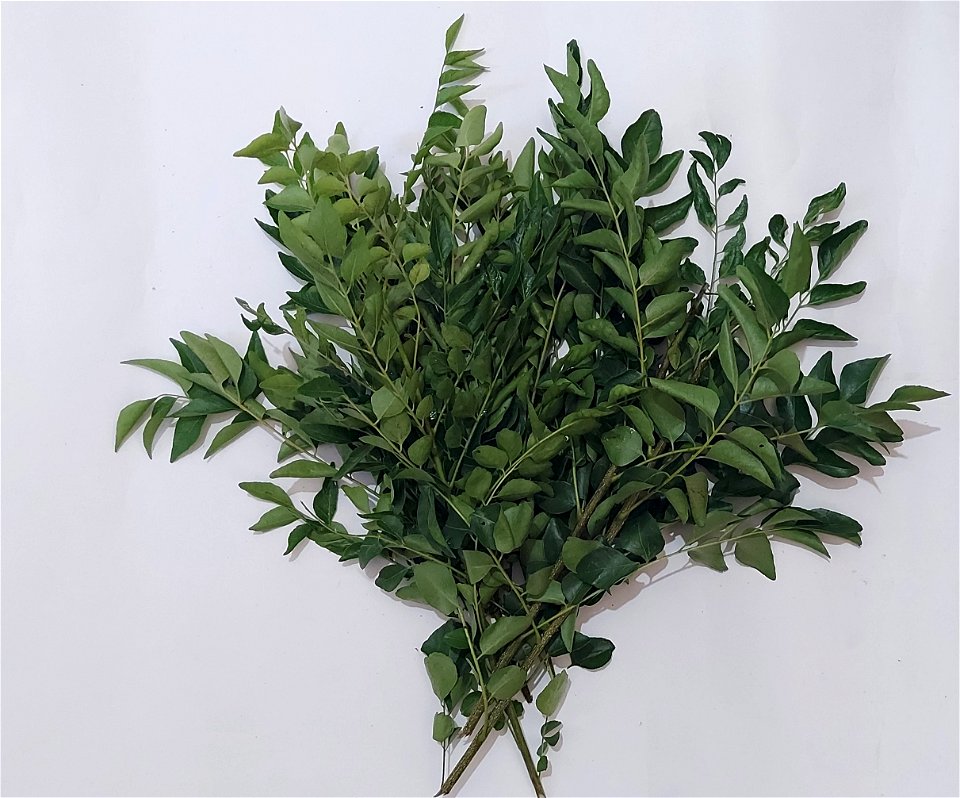 Curry Leaves