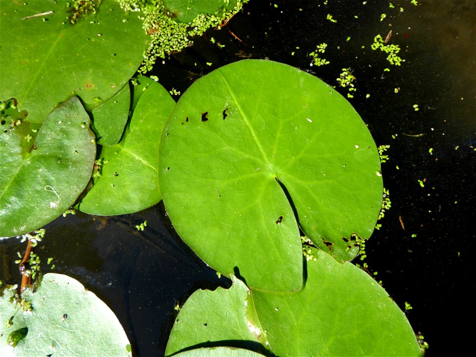 Nuphar lutea (L.) Sm., 1809