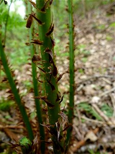Dryopteris dilatata (Hoffm.) A.Gray, 1848