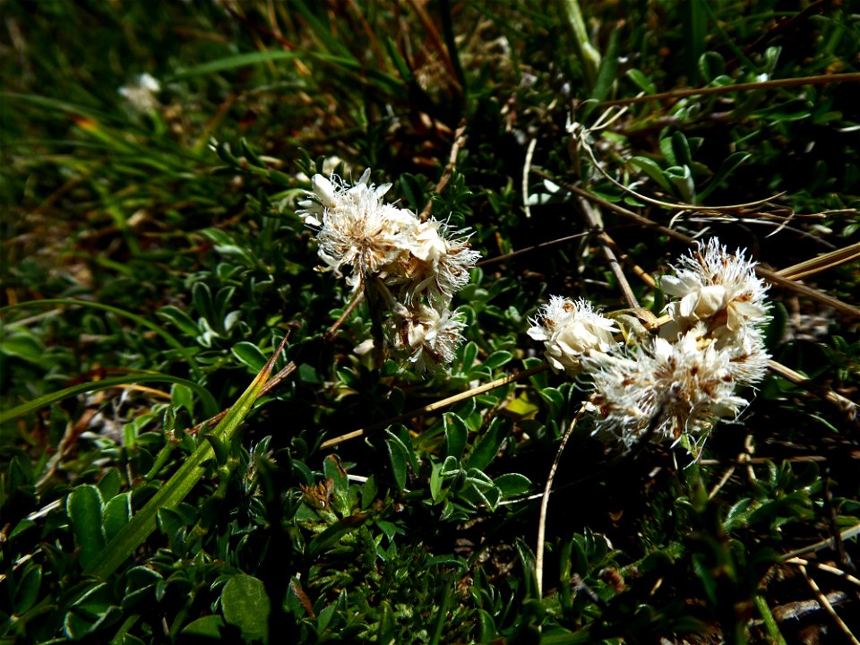 Antennaria dioica (L.) Gaertn., 1791