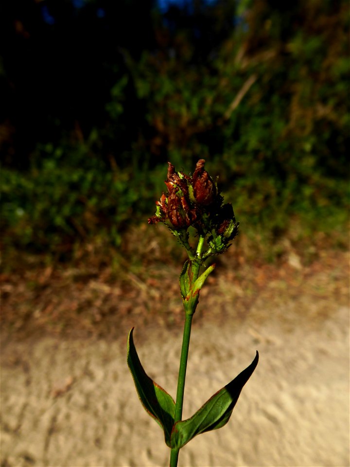 Hypericum montanum L., 1755