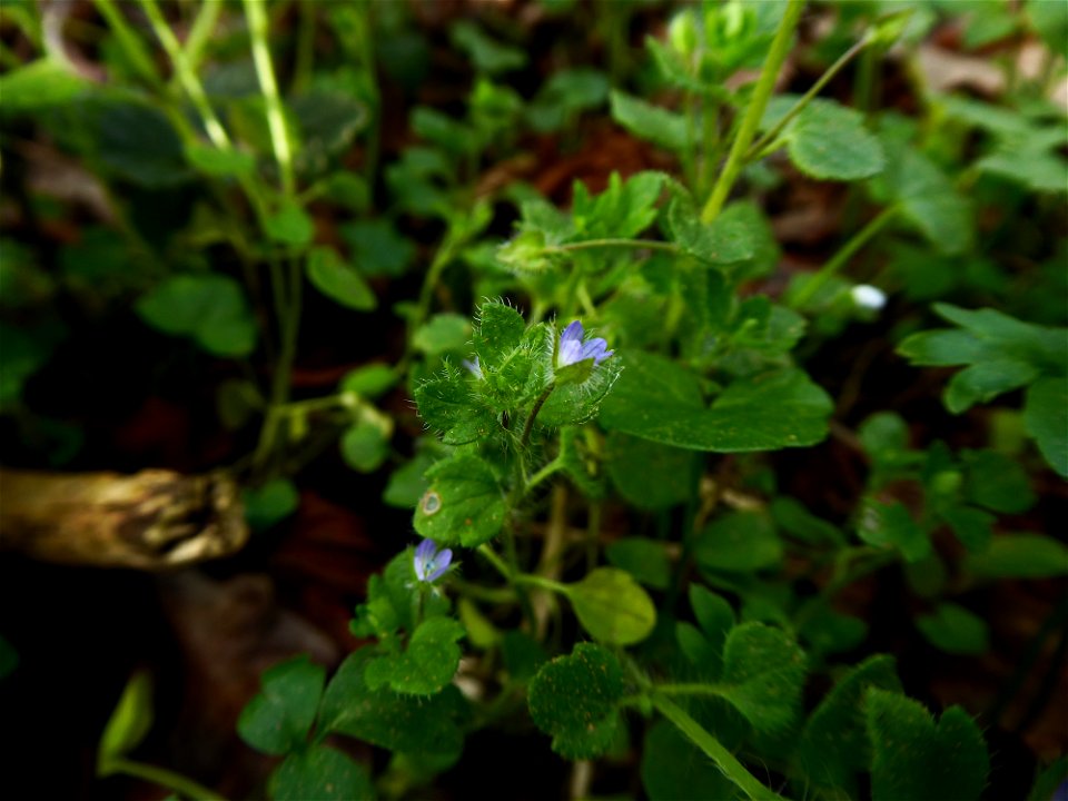 Veronica hederifolia L., 1753