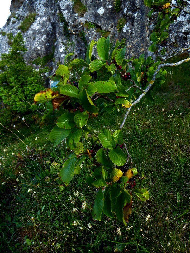 Rhamnus alpina L., 1753