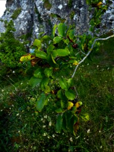 Rhamnus alpina L., 1753