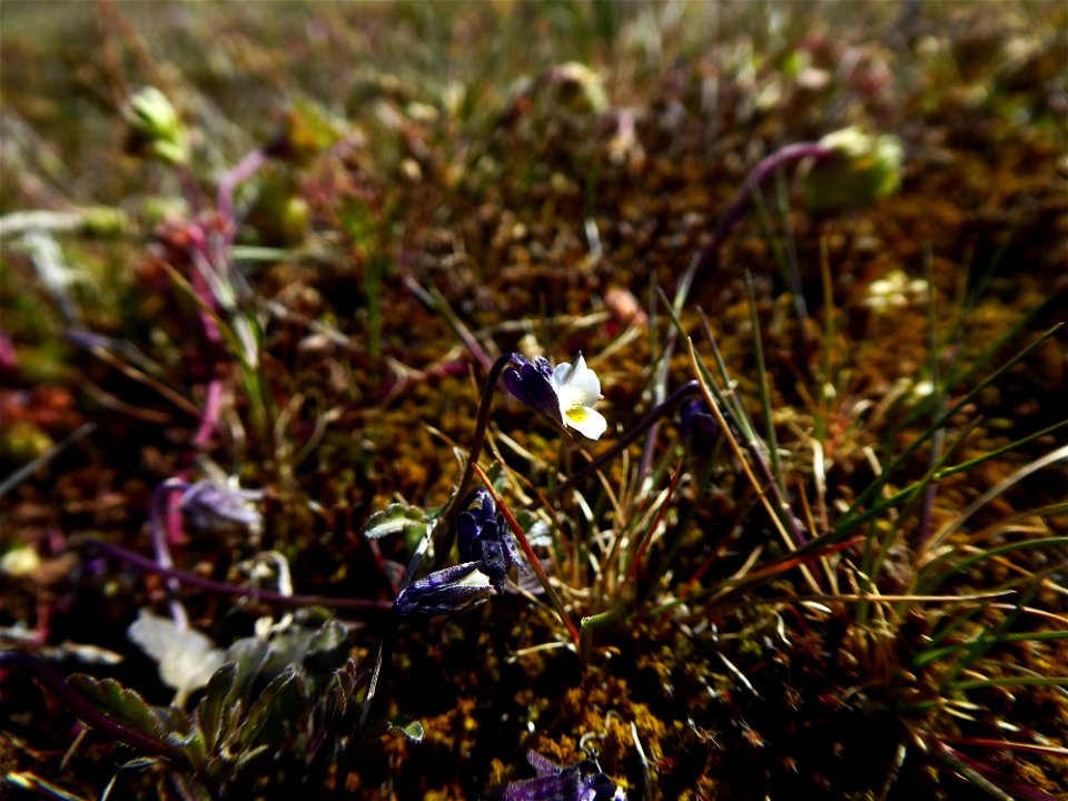 Viola kitaibeliana Schult., 1819
