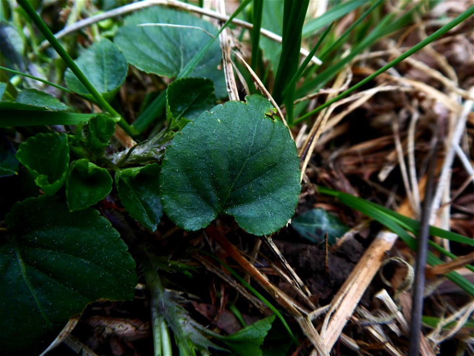 Viola riviniana Rchb., 1823