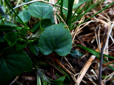 Viola riviniana Rchb., 1823