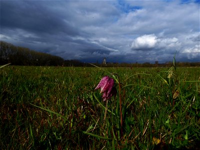 Fritillaria meleagris L., 1753