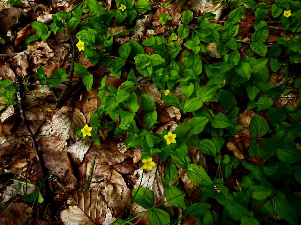 Lysimachia nemorum L., 1753