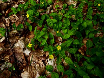 Lysimachia nemorum L., 1753