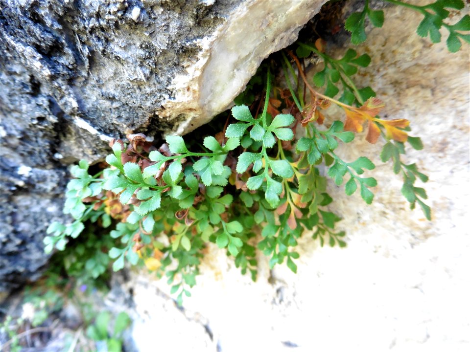 Asplenium ruta-muraria L., 1753