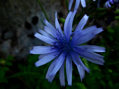 Lactuca plumieri (L.) Gren. & Godr., 1850