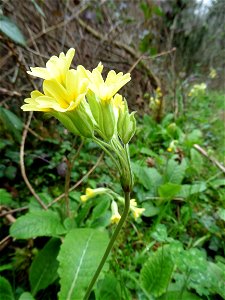 Primula x polyantha Mill., 1768