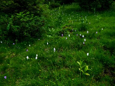 Dactylorhiza maculata (L.) Soó, 1962