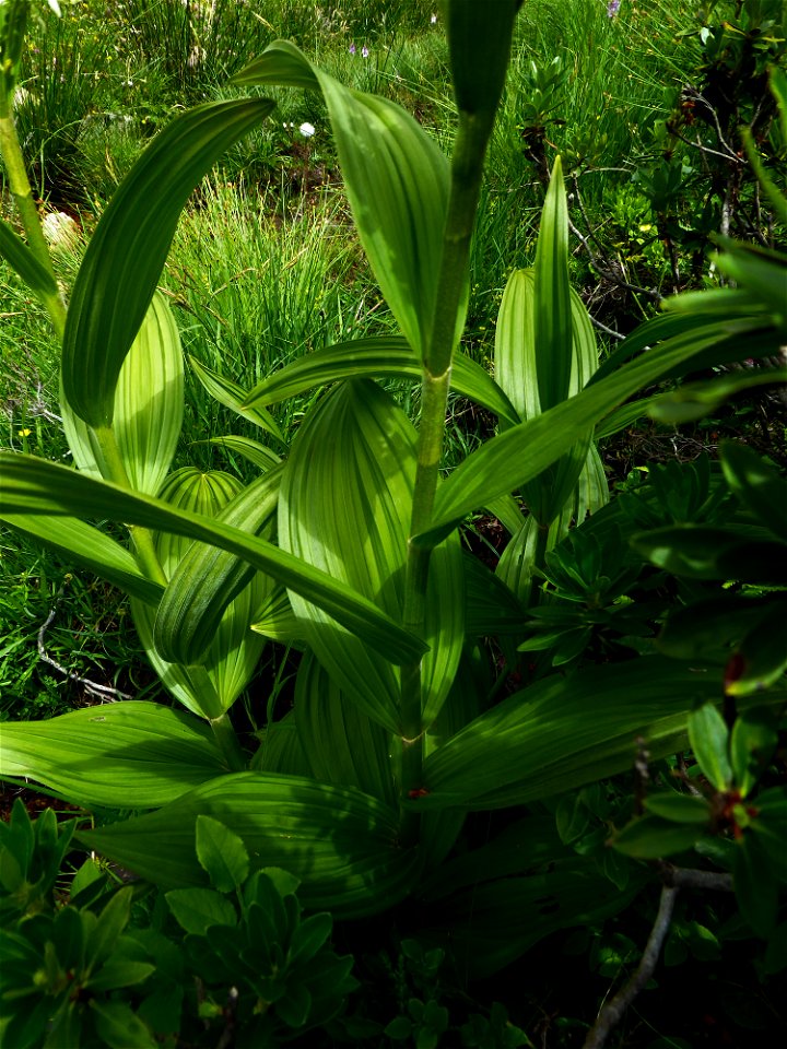 Veratrum album L., 1753