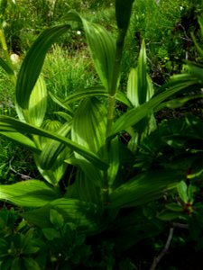 Veratrum album L., 1753