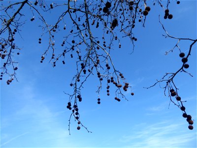 Platanus x hispanica Mill. ex Münchh., 1770