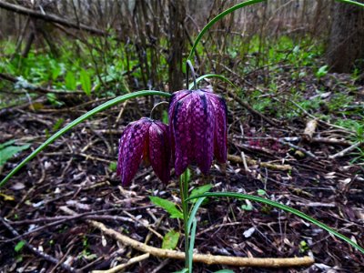 Fritillaria meleagris L., 1753